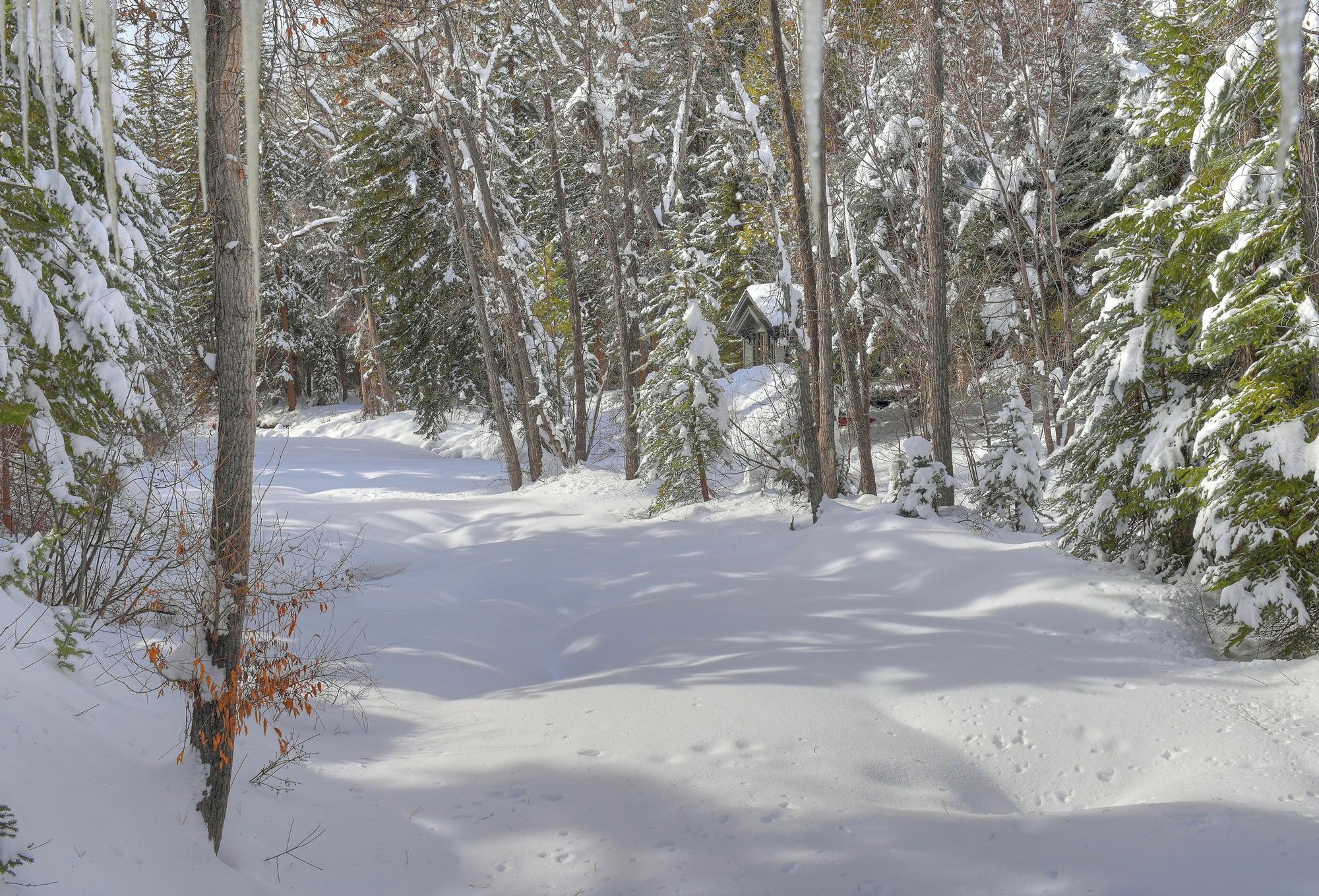A snow-covered forest path with trees and a cabin in the background.