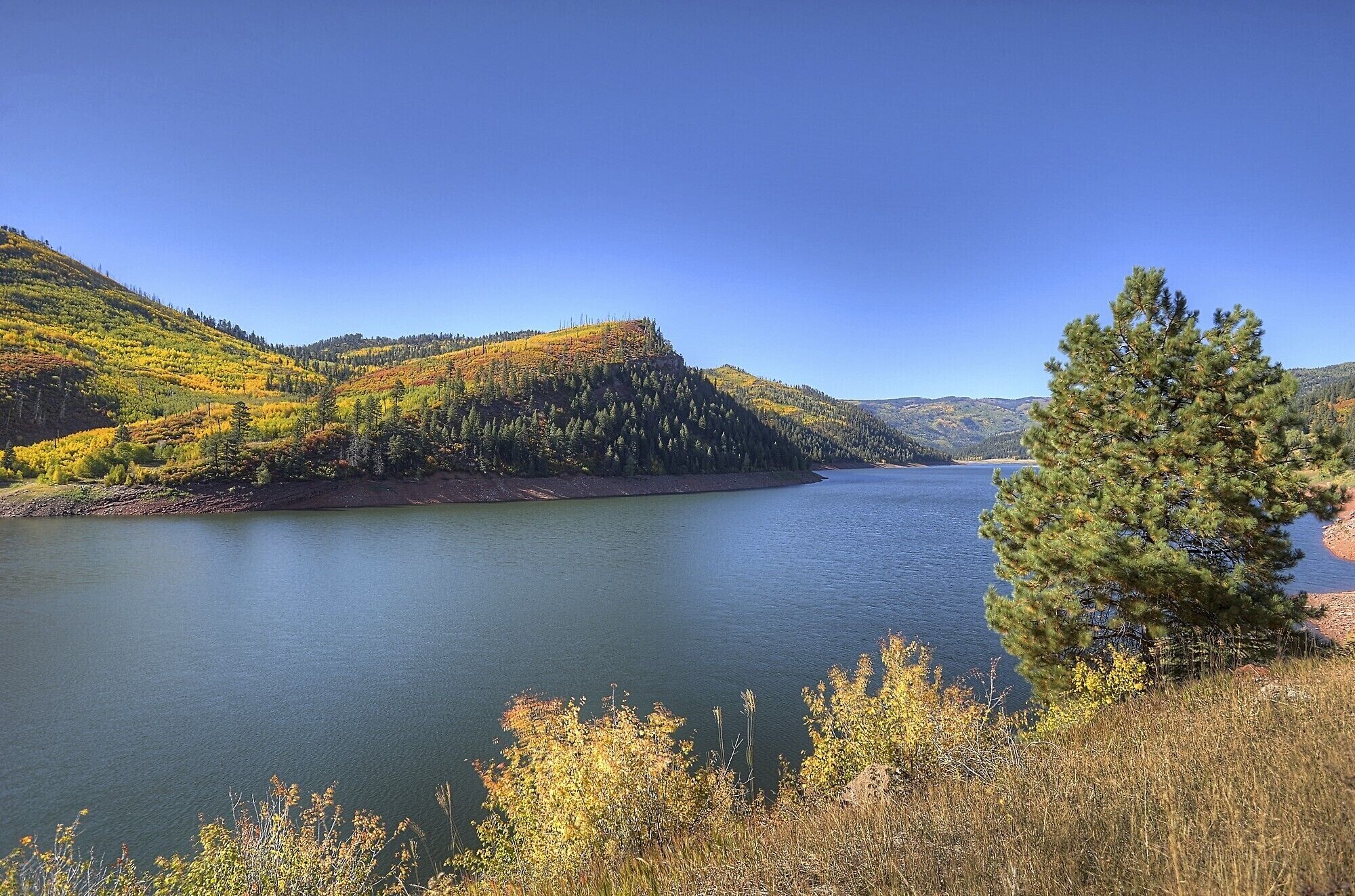 A lake surrounded by hills with dense forests and a prominent pine tree in the foreground.