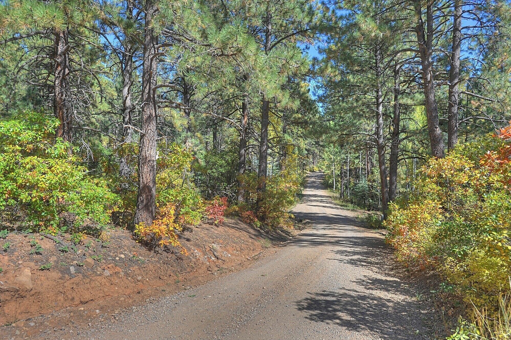 Soratie, jonka molemmin puolin kasvaa tiheää puustoa ja pensaita, johtaa metsäiseen alueeseen.