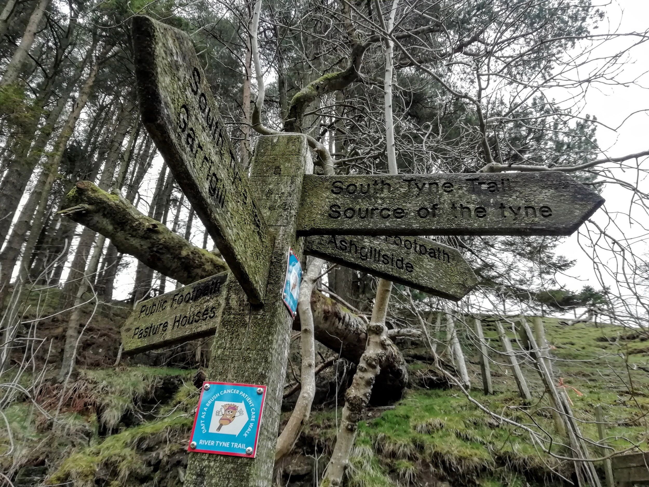 Un árbol con varios carteles indicadores, incluyendo uno para el Sendero del Sur del Tyne, origen del río Tyne, y otro para el Sendero del Río Tyne.