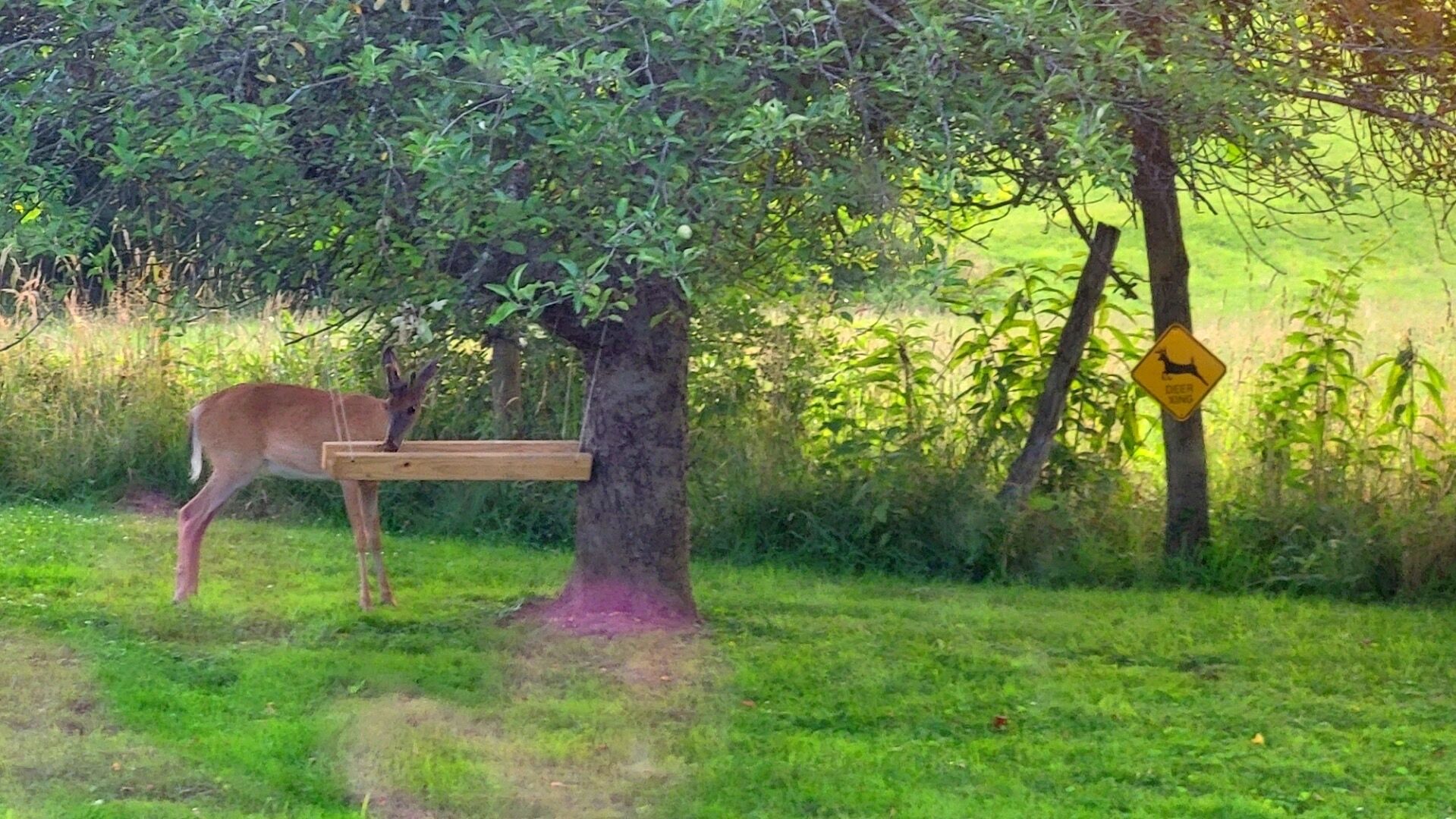 Ein Reh in der Nähe eines Baumes mit einer Holz-Fütterungsstation und einem Wildtier-Übergangsschild im Hintergrund.
