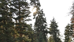 A wooden deck with a railing, surrounded by tall evergreen trees.