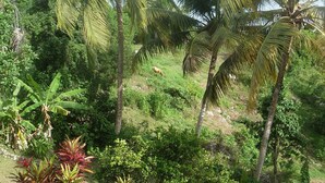 A tropical garden with palm trees, various shrubs, and flowering plants.