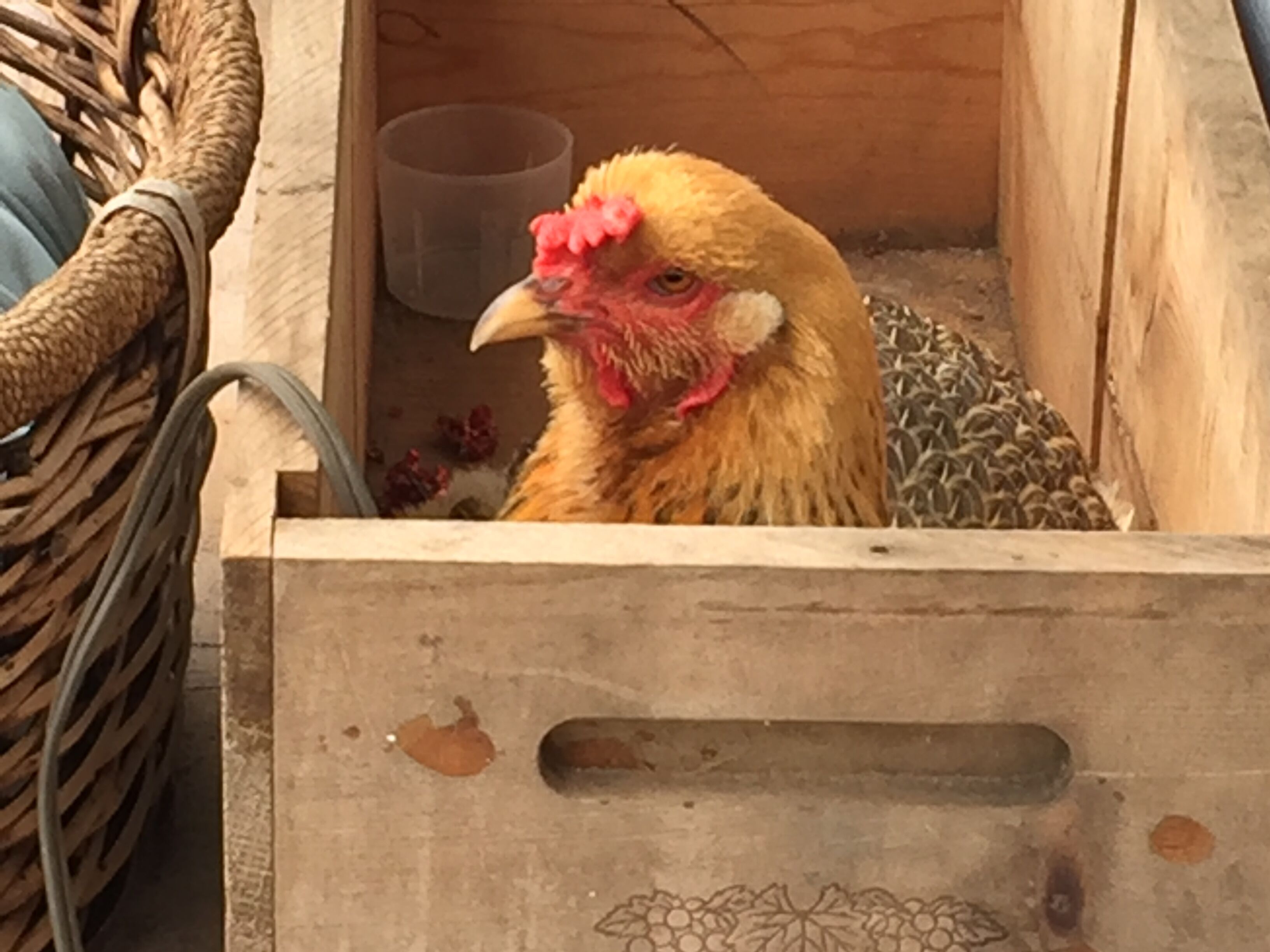 Una caja de madera con un pollo dentro.