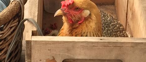 Una caja de madera con un pollo dentro.