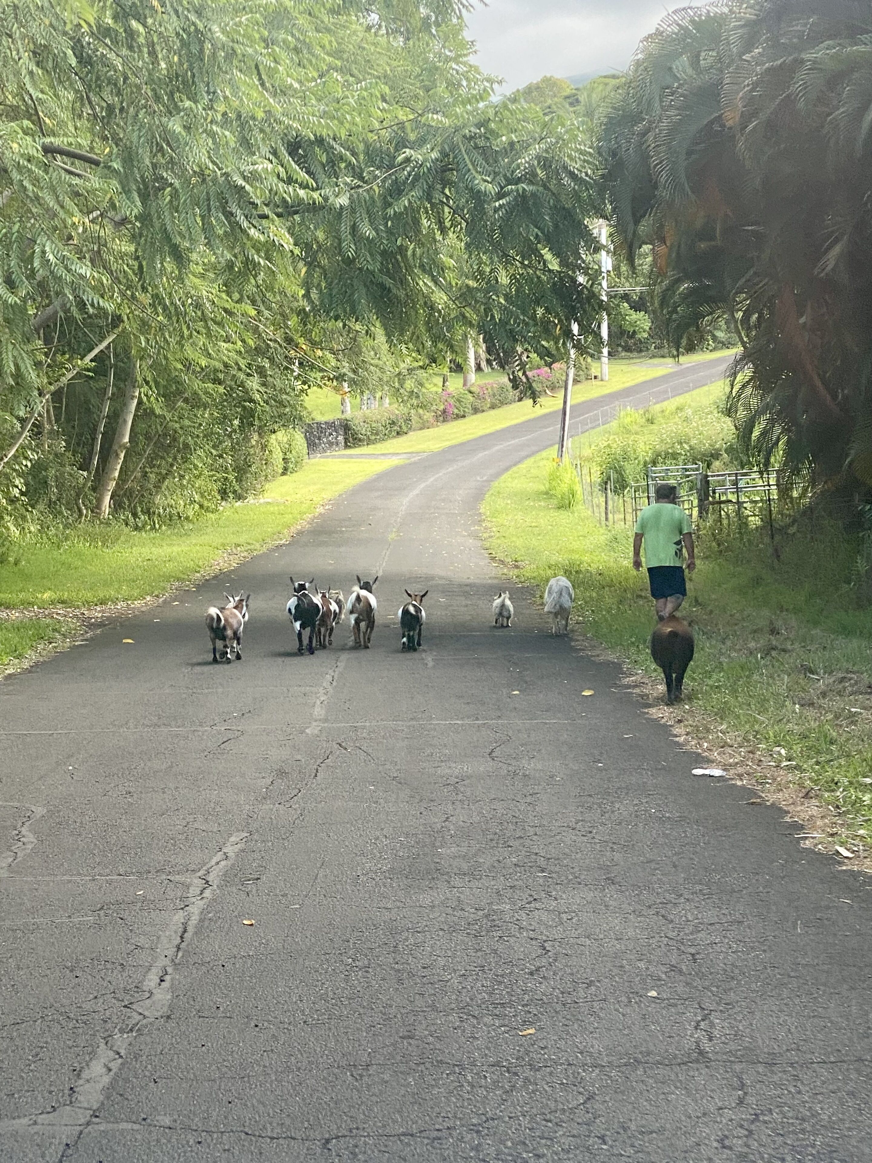 Un camino rural con un grupo de cabras y una persona caminando hacia él.