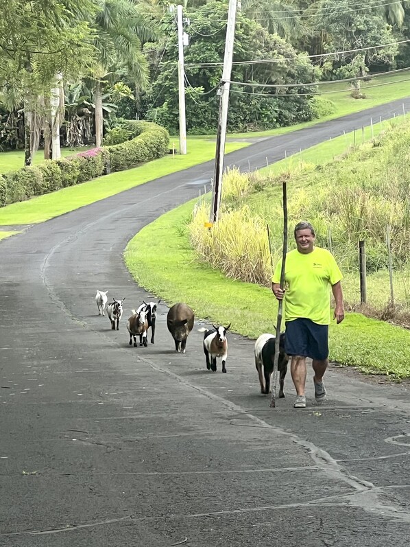 Una carretera pavimentada con una persona caminando junto a un grupo de cabras.