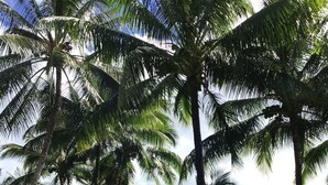 A tropical setting with palm trees, a grassy lawn, and a building with a red roof. - JJs Hāna Hale - Farm House (Hana)