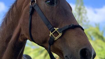 A close-up of a horse's head with a bridle, set against a clear sky and greenery.