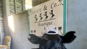 A cow lying on a bed in a room with a sign that reads "Sisters & Co. Boutique & Salon". - JJs Hāna Hale - Farm House (Hana)