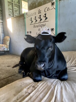 Animaux de compagnie acceptés