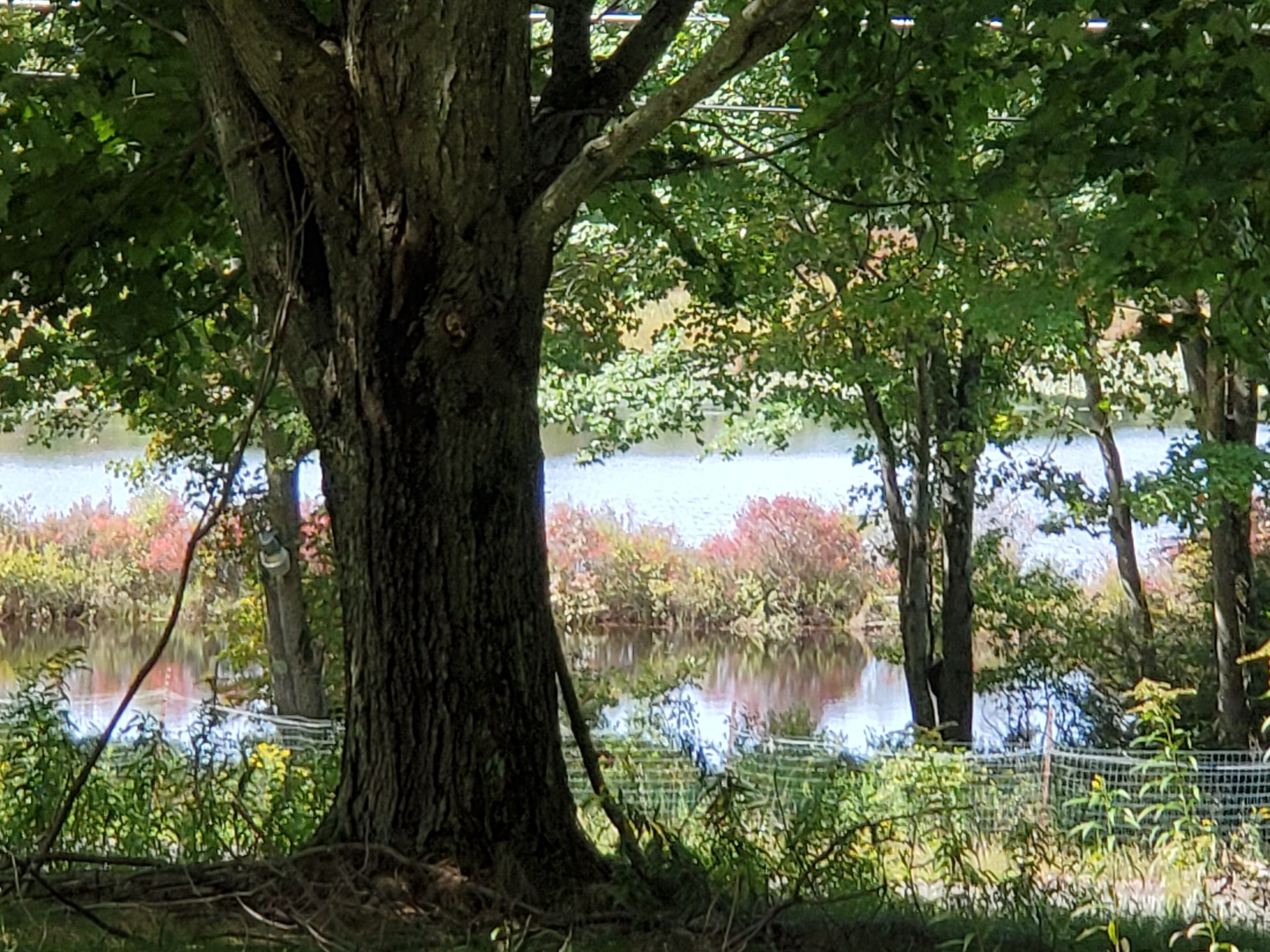 Un grand arbre à l’écorce épaisse et au feuillage dense, entouré d’une étendue d’eau et d’une clôture en fil de fer.