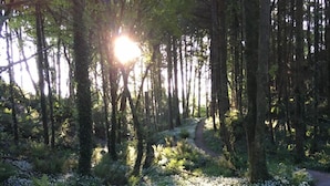 A forested trail with a path surrounded by white flowers and greenery. - Garden Cottage on Tintern Trails (New Ross)