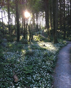 Sendero boscoso con camino rodeado de flores blancas y follaje.