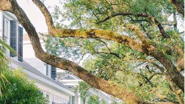Una cerca blanca de piquetes, un edificio blanco con contraventanas y un árbol grande con hojas verdes.