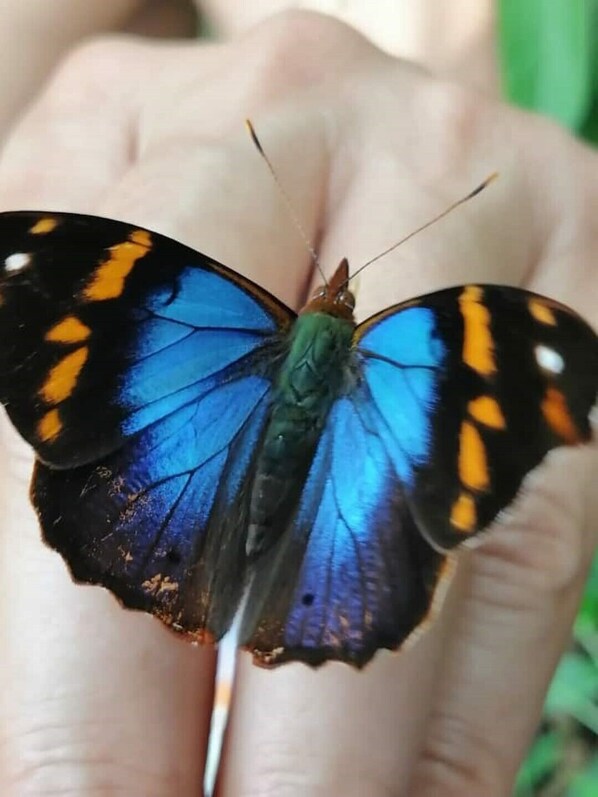 Un papillon aux ailes bleues et oranges, posé sur une main humaine.