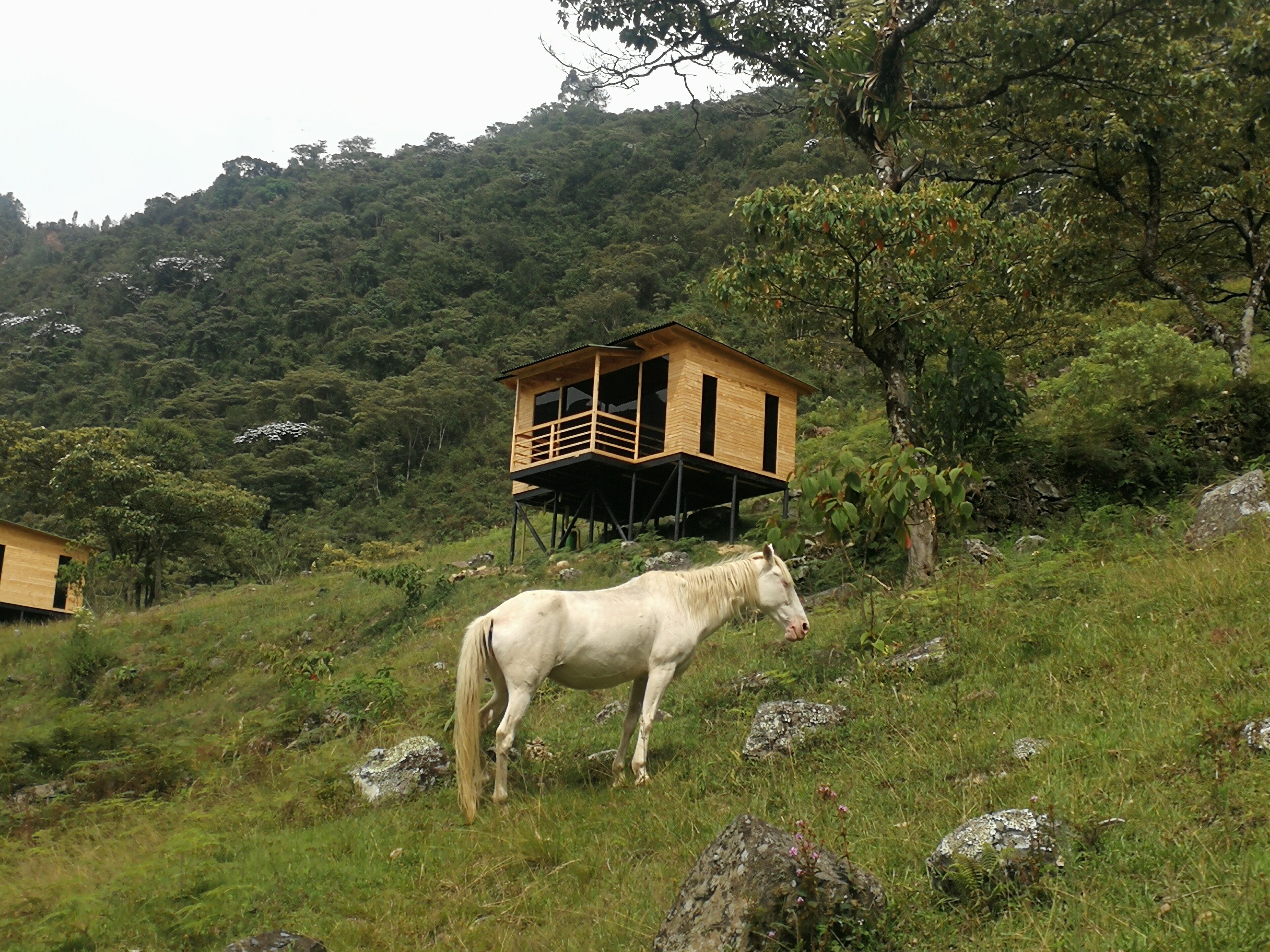 A white horse standing on a grassy hill with a wooden structure elevated on stilts in the background.