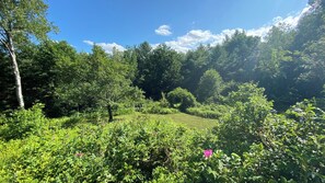 A lush green landscape with dense foliage and a variety of trees.