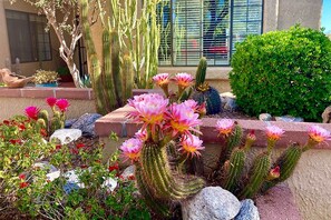 Ein Wüstenpflanzen-Garten mit Kakteen und blühenden Pflanzen.