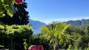 A garden with a palm tree and pink flowers, a grassy area, and a mountain in the background.
