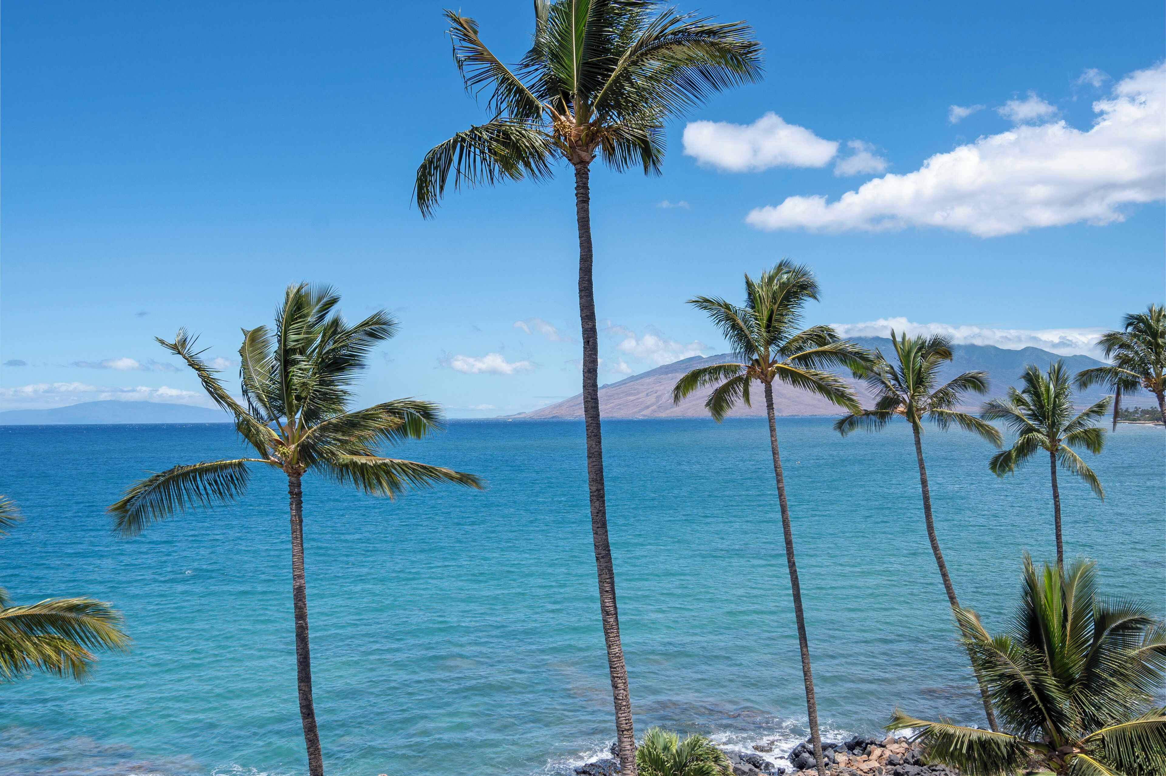 A beach with palm trees and a clear view of the ocean.