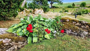 Stroll through a serene garden filled with a variety of plants and flowers, including a vibrant cluster of blooms.