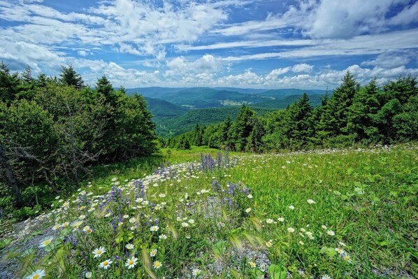 A natural landscape with a variety of wildflowers and dense forest.