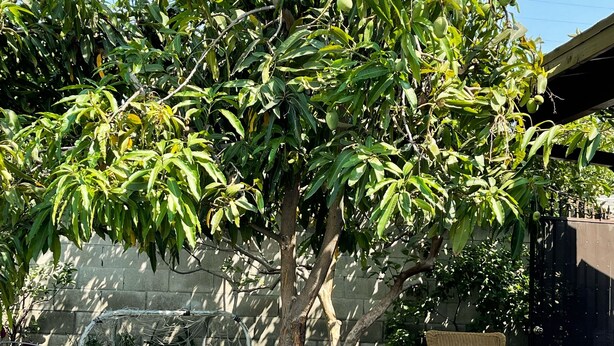 A tree with green leaves and a soccer ball on the grass. - Casa Cardoza (Los Angeles)