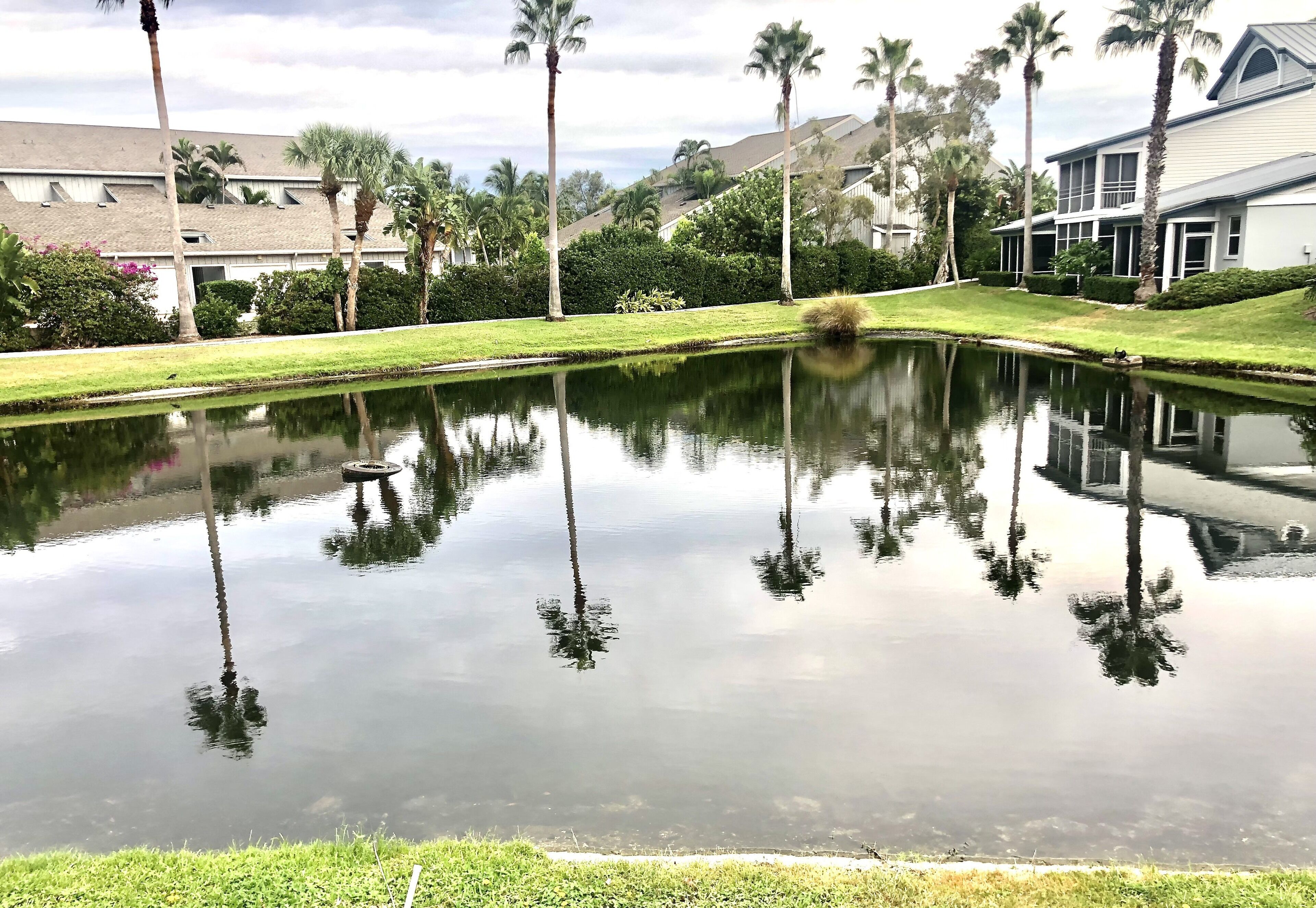 Un estanque tranquilo con reflejos de palmeras y una casa al fondo.