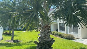 A well-maintained lawn with a palm tree and a building in the background. - Luxurious Waterfront Condo, King Bed, Great Reviews, Must See! (St. Petersburg)