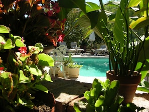 Outdoor pool - Desert Oasis- North Scottsdale Home - Massive Backyard Gardens/Patios/Pool (Scottsdale)