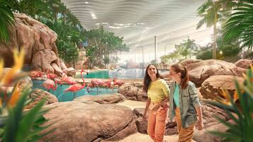 Relax by the tranquil indoor pool surrounded by lush tropical plants and rock formations.
