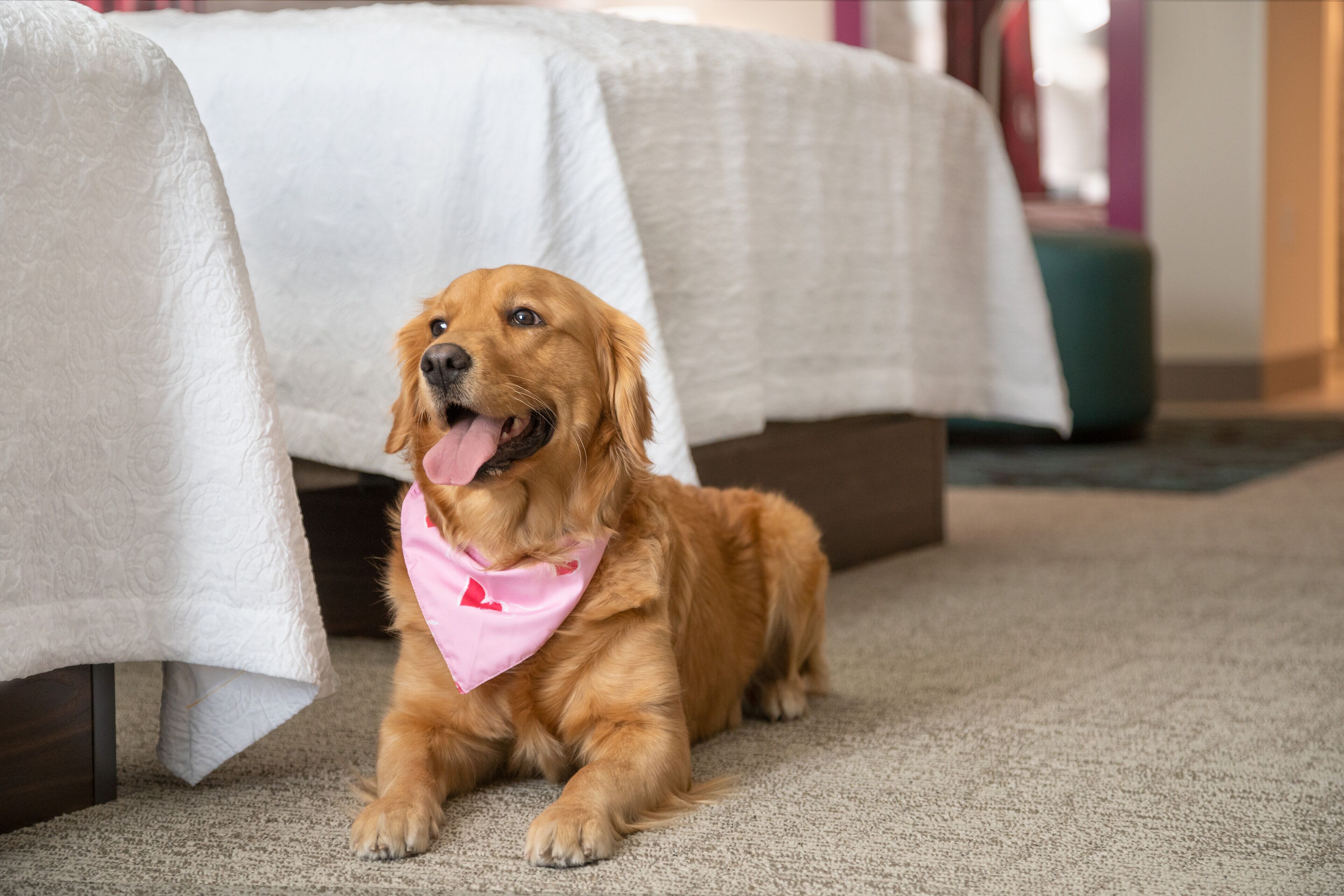 Un perro descansando sobre una alfombra, con un mantel blanco al fondo.