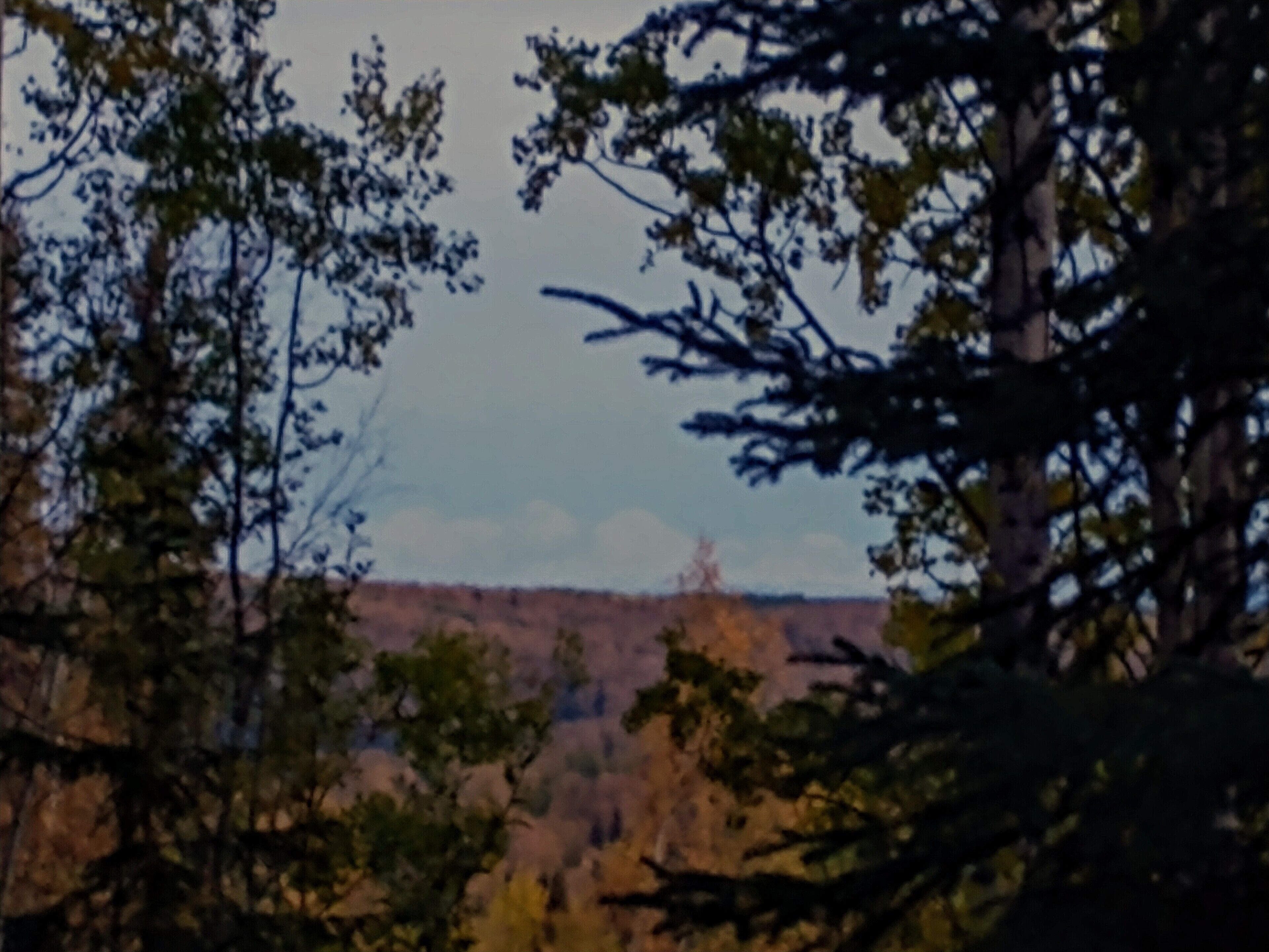 Un paysage boisé, avec des arbres denses et une vue lointaine sur un terrain plat.