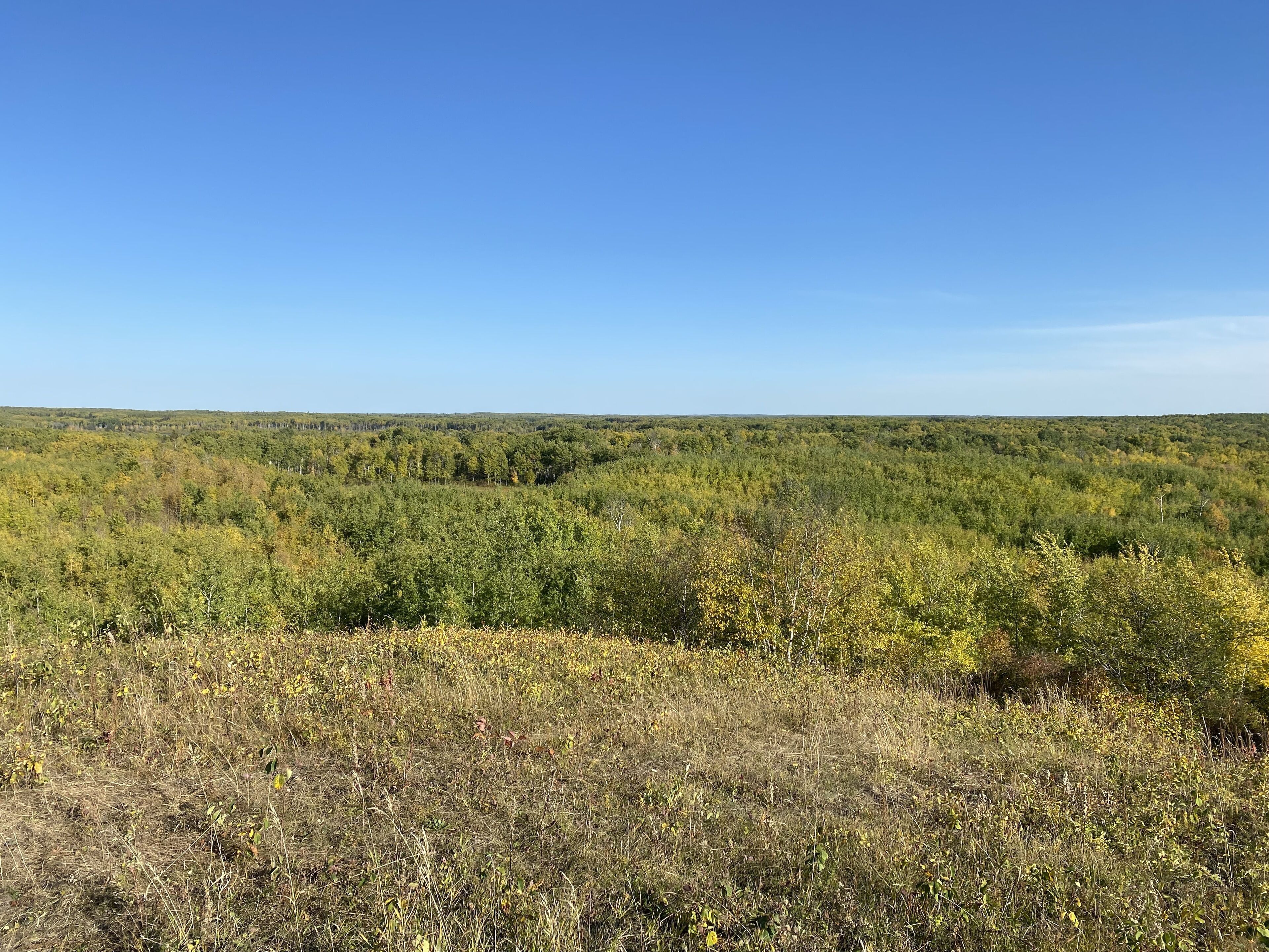 Un vaste paysage caractérisé par une forêt dense et de vastes étendues d’herbe, le tout sous un ciel bleu dégagé.
