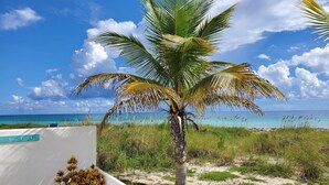 A palm tree in a sandy area with a clear blue sky and ocean in the background.