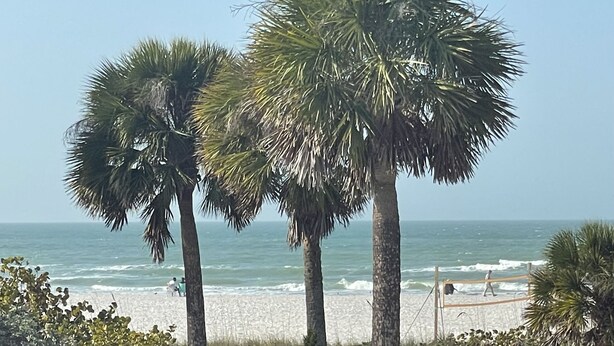 Ein Strand mit Palmen und Blick auf den Ozean.