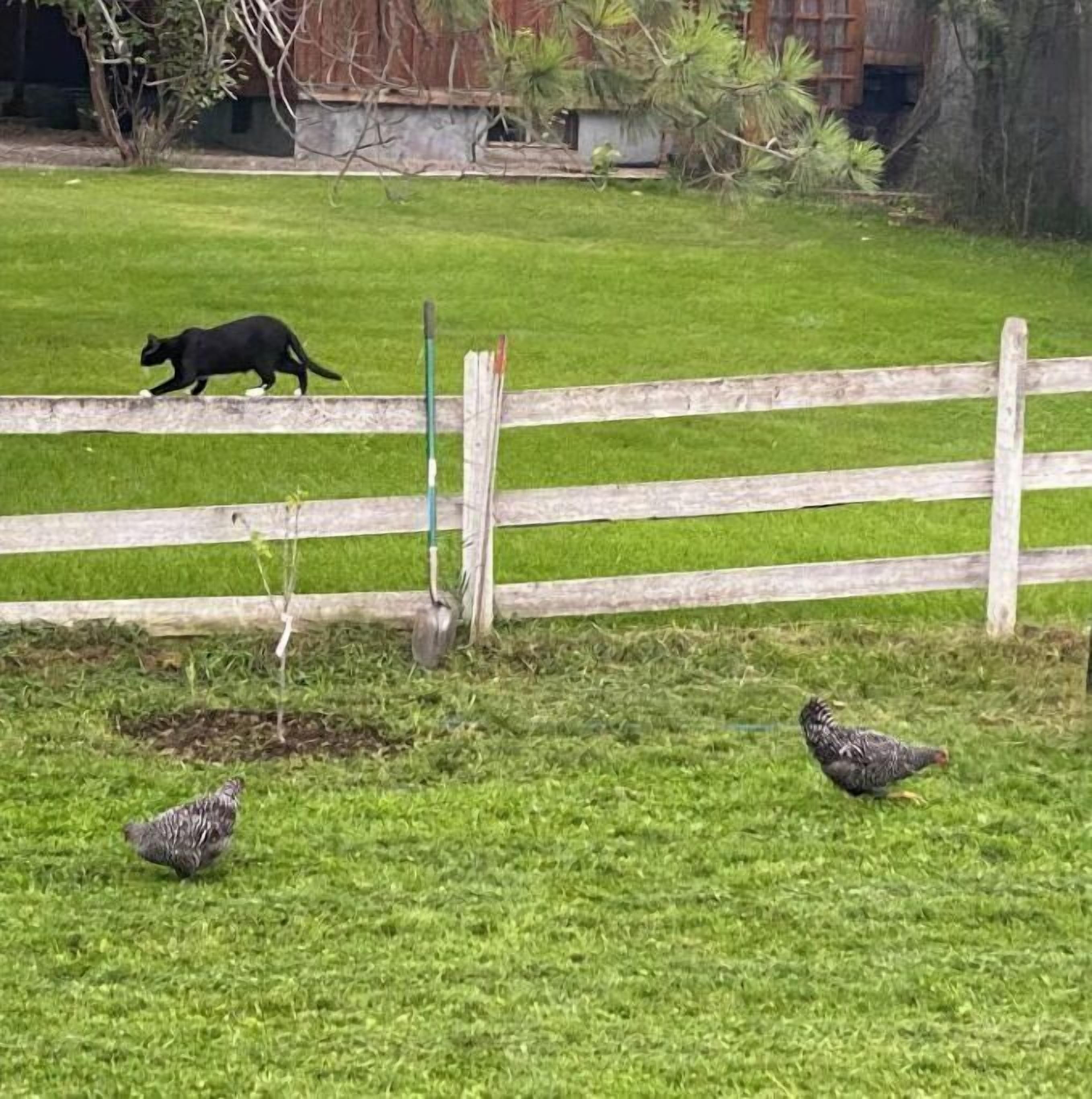 A fenced outdoor area with a black cat and two chickens.