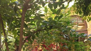 Un jardin doté d’un sol carrelé, entouré d’une végétation luxuriante et de plantes en fleurs.