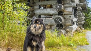 Een grote, pluizige hond zit voor een blokhut, met het nummer '201' erop.