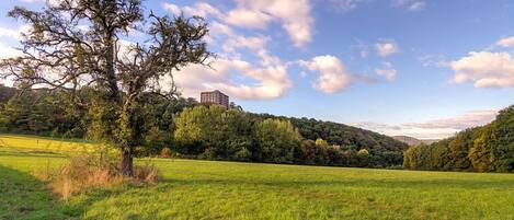 A grassy field with a prominent tree and a building in the background.