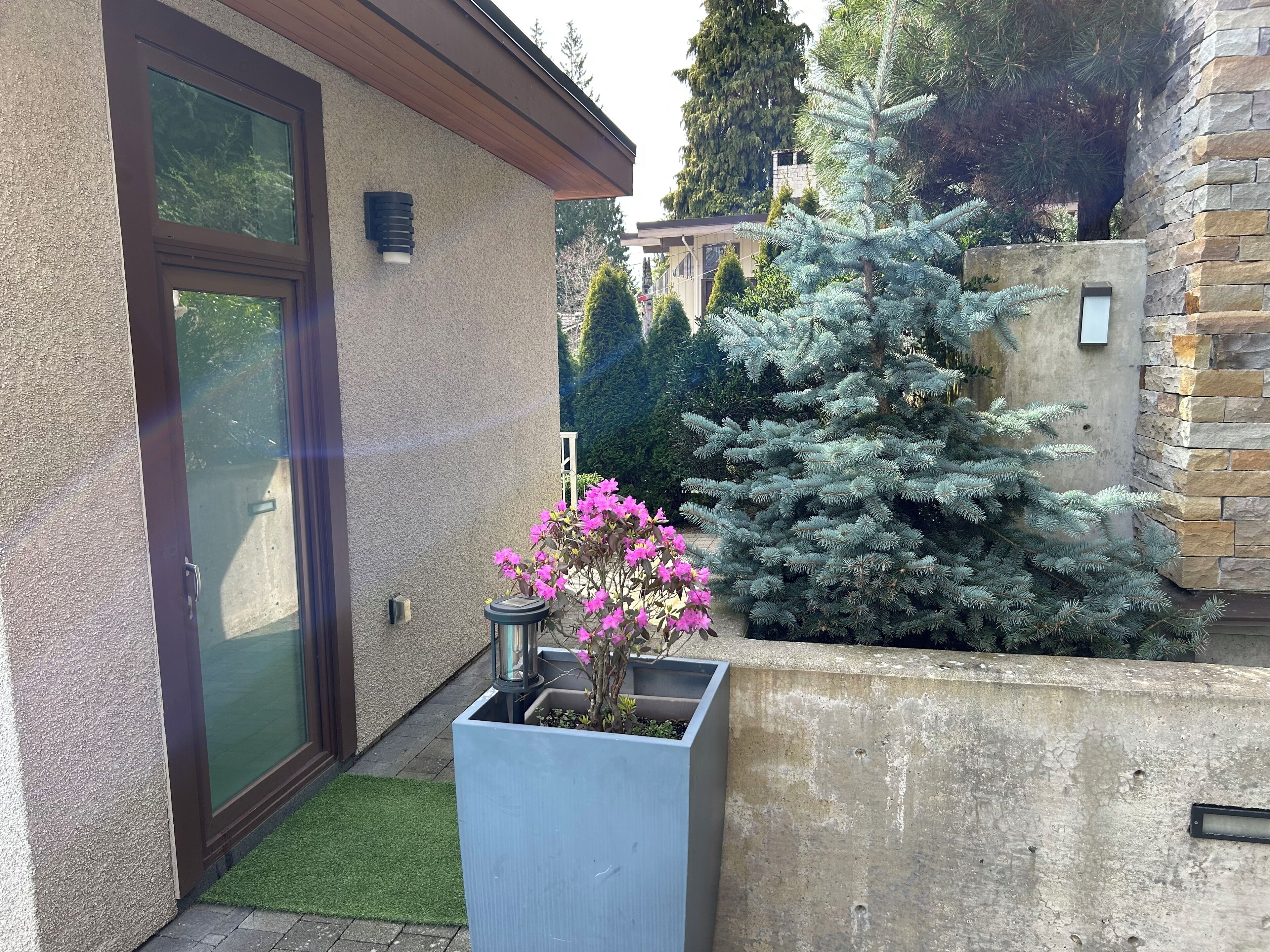 Et lille, lukket udendørs område med en støbt mur, en potteplante med lyserøde blomster og et grantræ.