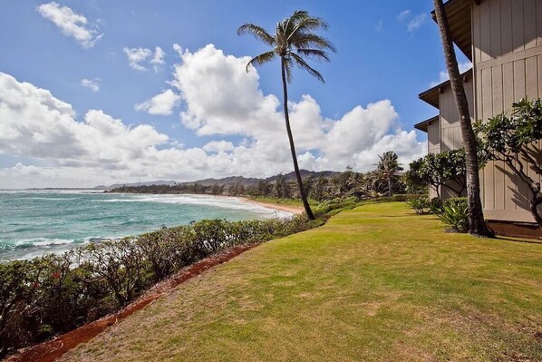 A beachfront property with a well-maintained lawn, a palm tree, and a view of the ocean.