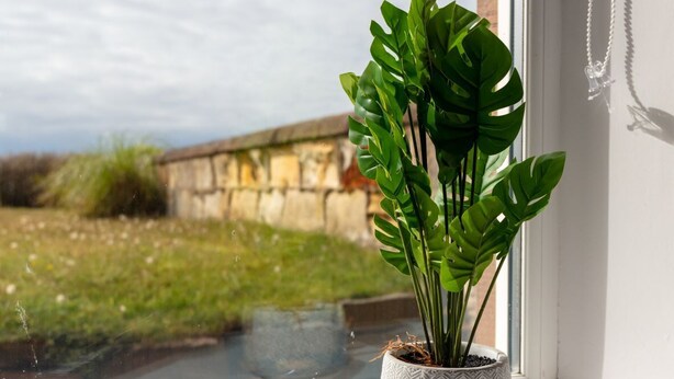 A potted plant on a windowsill with a view of a stone wall and greenery outside. - Shore View - Donnini Apartments (Prestwick)