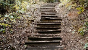 A wooden staircase leading into a forested area.