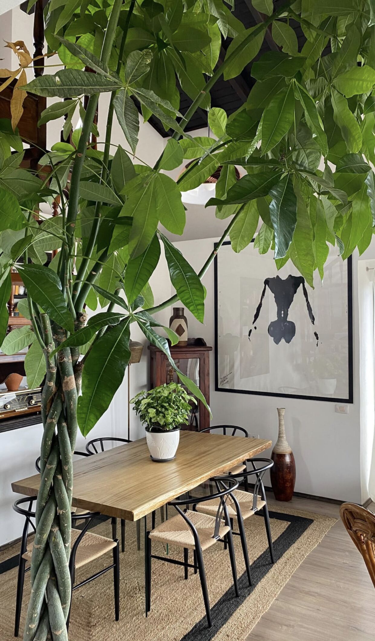 Een eetgedeelte met een houten tafel, zwarte metalen stoelen, een geweven vloerkleed en een grote groene plant met brede bladeren.