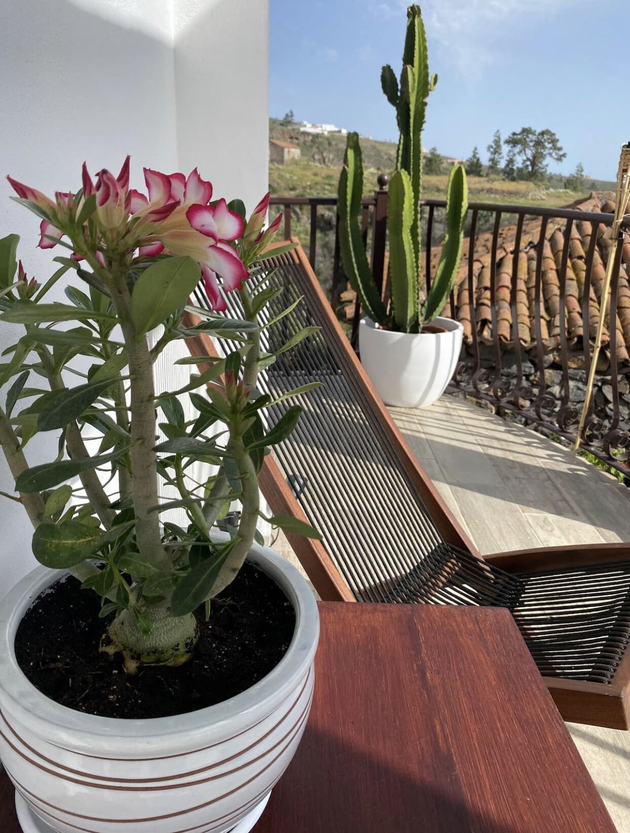 A balcony with a potted plant, a wooden bench, and a cactus.