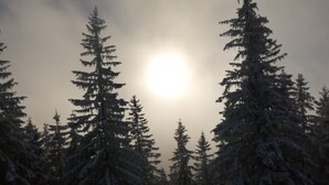 A dense forest of tall evergreen trees with snow on their branches, under a bright sun. - Kargl's alpine hut (Bad Kohlgrub)