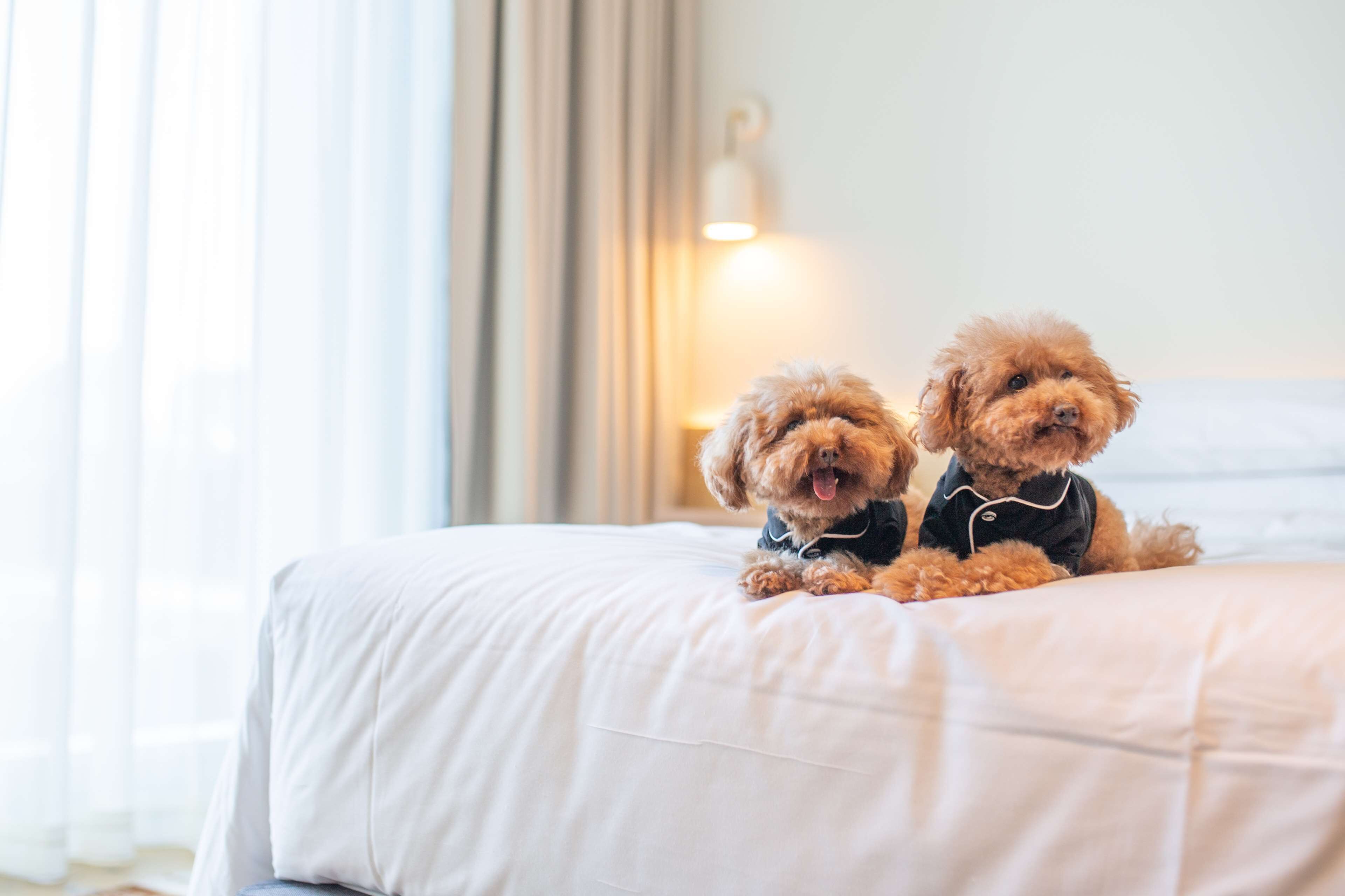 Two dogs sitting on a bed in a hotel room with a window and curtains in the background.
