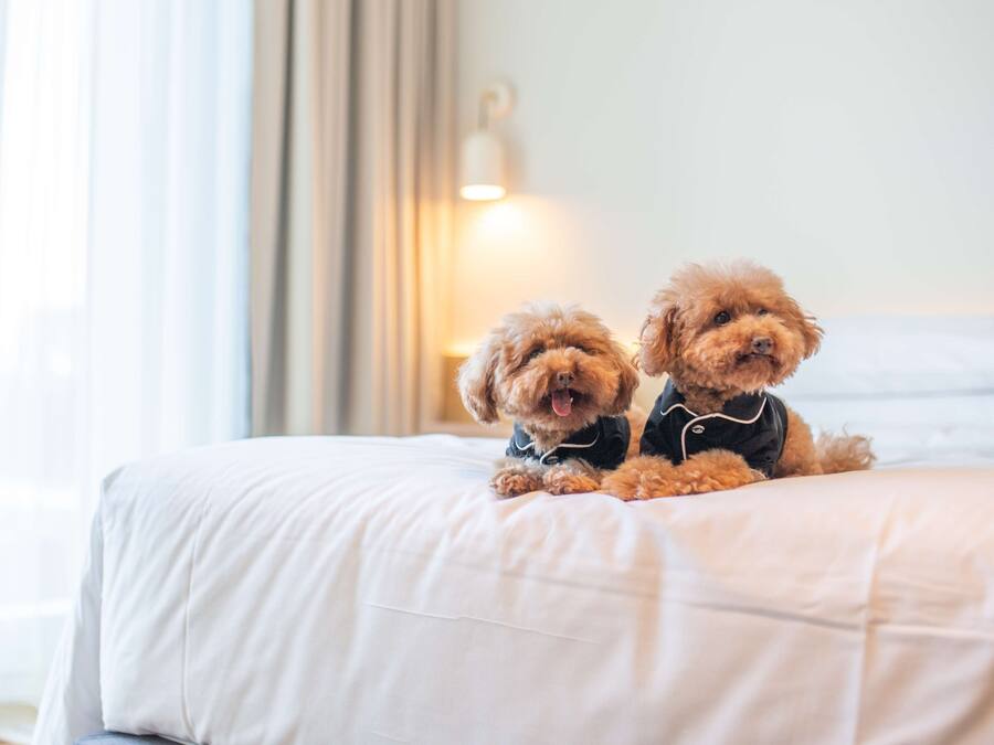 Two dogs sitting on a bed in a hotel room with a window and curtains in the background.